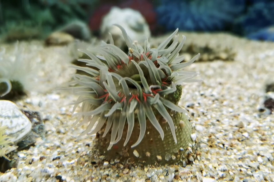 海葵海缸宠物生物活珊瑚造景海草海星观赏海水鱼尼莫小丑鱼海葵专用