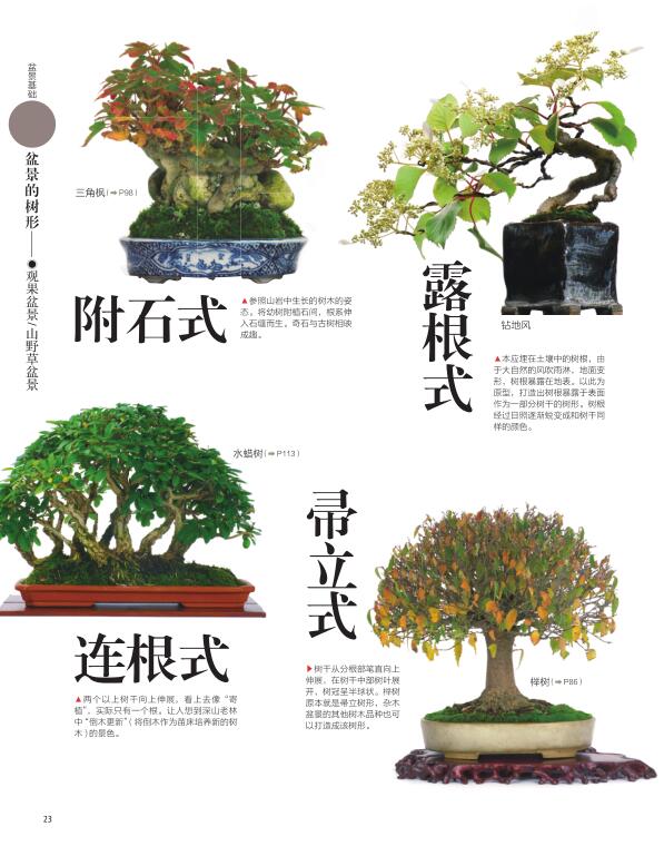 小品盆景47例础的10种树形盆景两册套装时崎厚松柏杂木观花观果类和山野草类日本盆景盆a4bify 佚名著 摘要书评在线阅读 苏宁易购图书