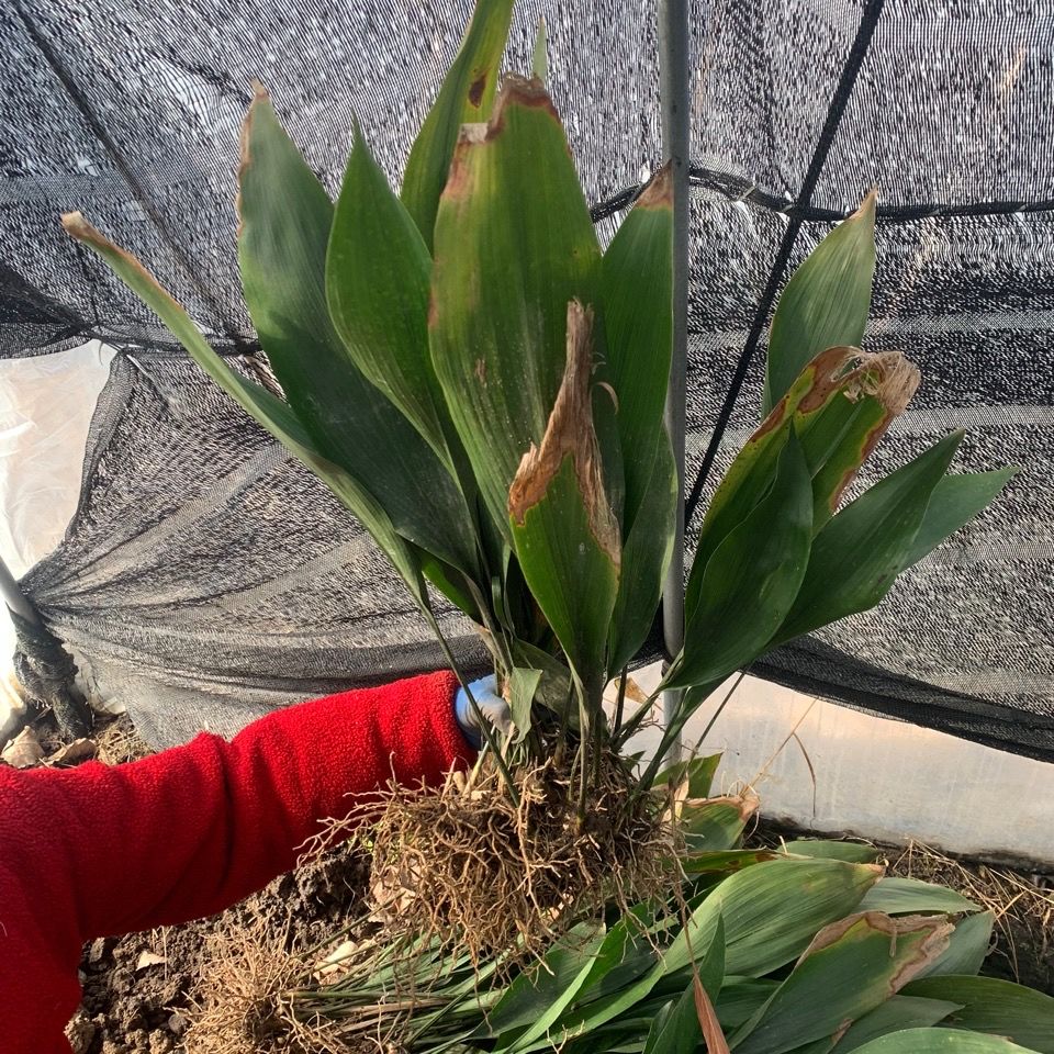 一叶兰母本苗繁殖用苗四季常青绿植盆栽耐荫耐冻植物 30片叶子母本苗