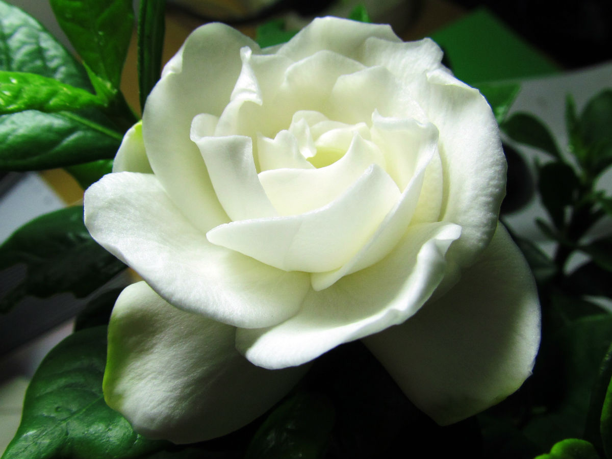 牡丹栀子花苗绿植小叶四季开花枝子花树苗阳台室内盆栽花卉植物艺呈