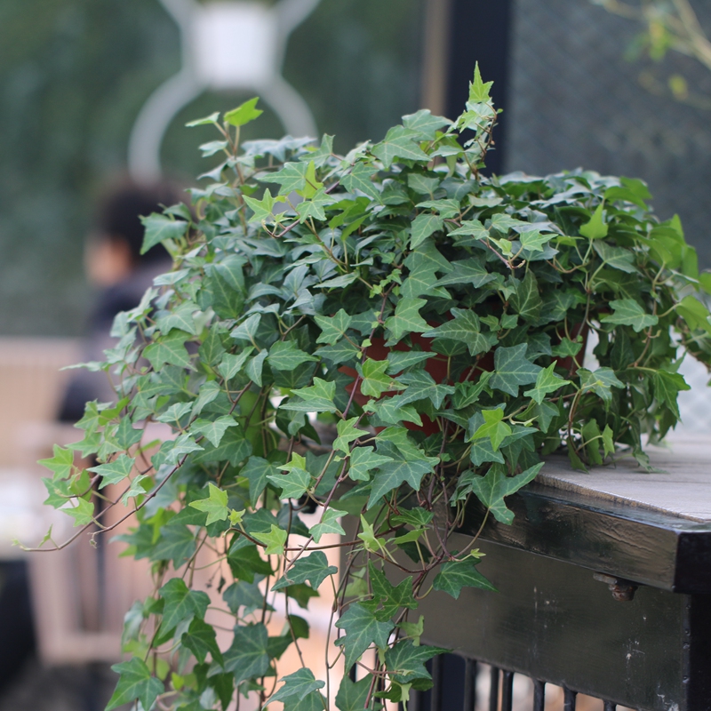 常春藤盆栽 绿植防辐射植物办公室四季常绿吸甲醛花卉室内攀爬 春 大