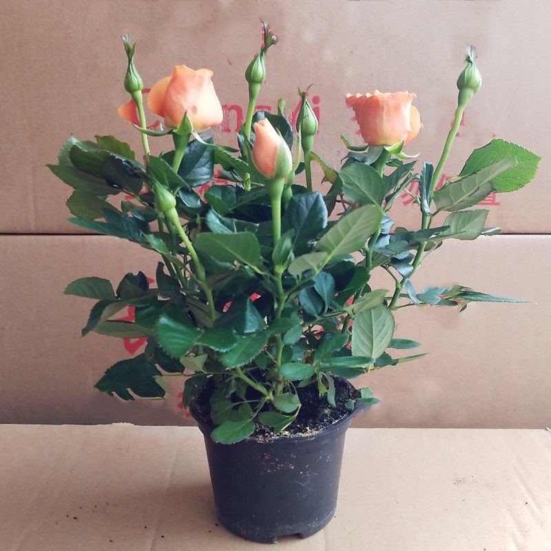 钻石玫瑰四季开花盆栽带花带花苞室内阳台庭院花卉绿植盆景红色原盆原