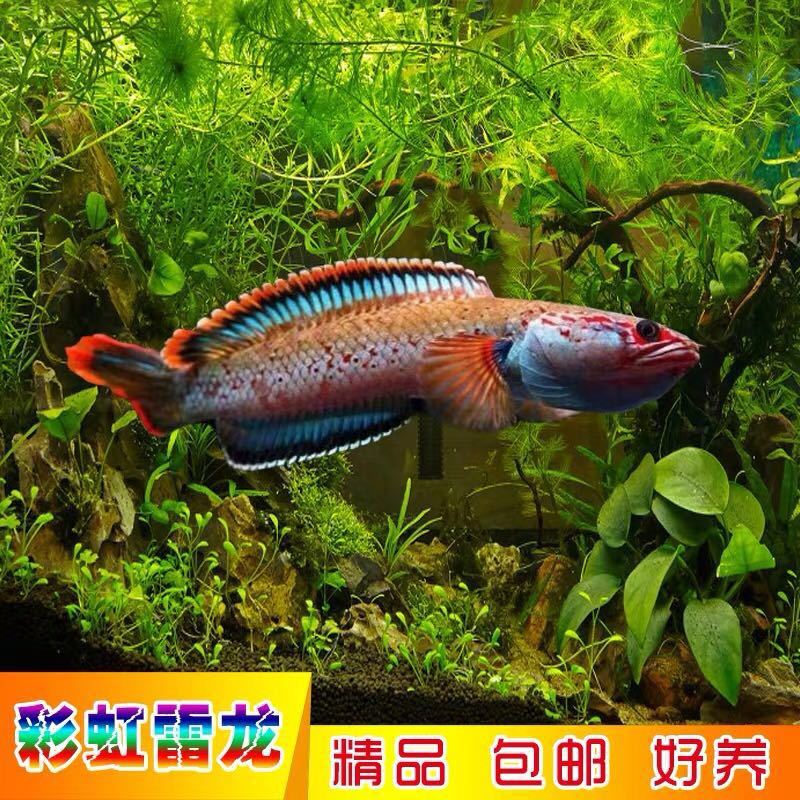 野生南鱧雷龍魚七彩冷水魚龍魚淡水魚觀賞魚活體兇猛