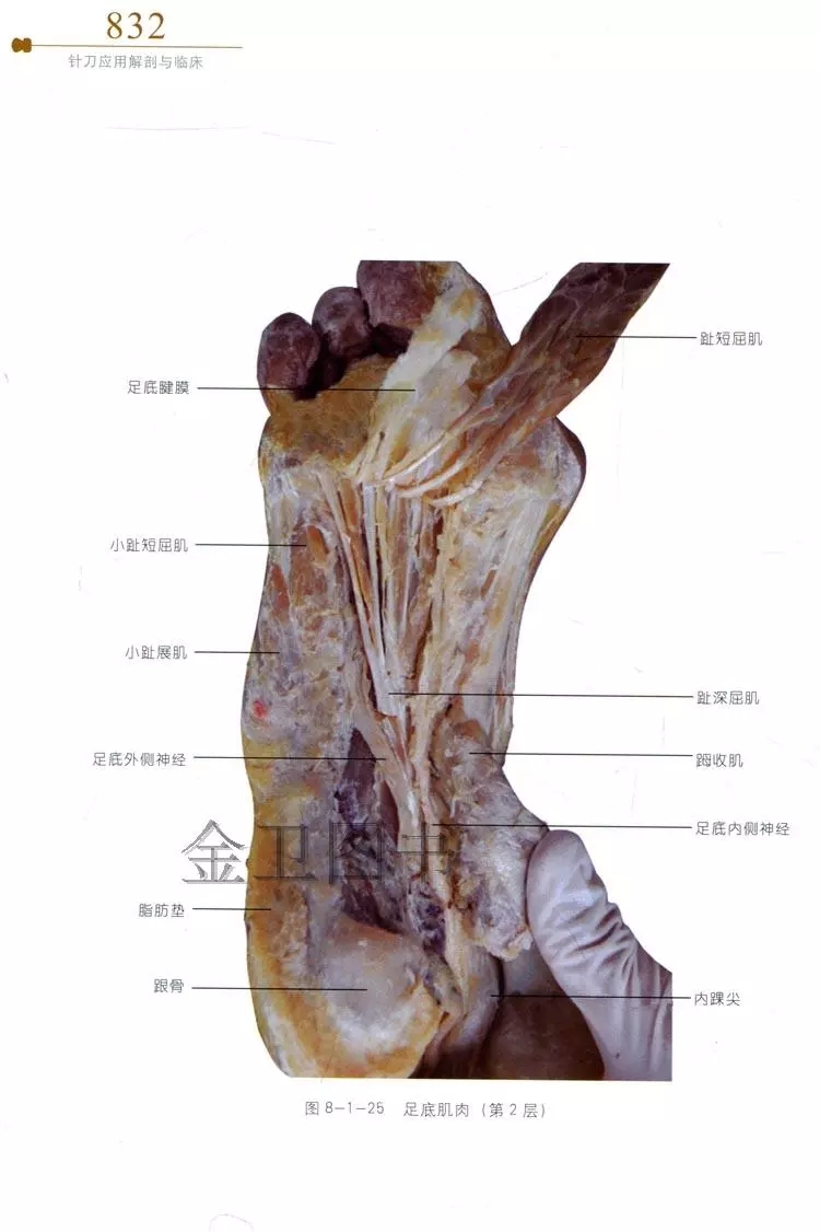 躅外翻第三章 踝關節扭傷第二章 跟痛症第一章 足踝部解剖第八篇 足踝