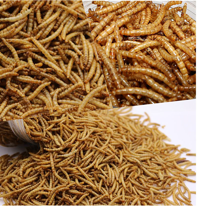 面包虫干黄粉虫干微波仓鼠鸟类观赏鱼类龟饲料 袋装150克(买2赠1)