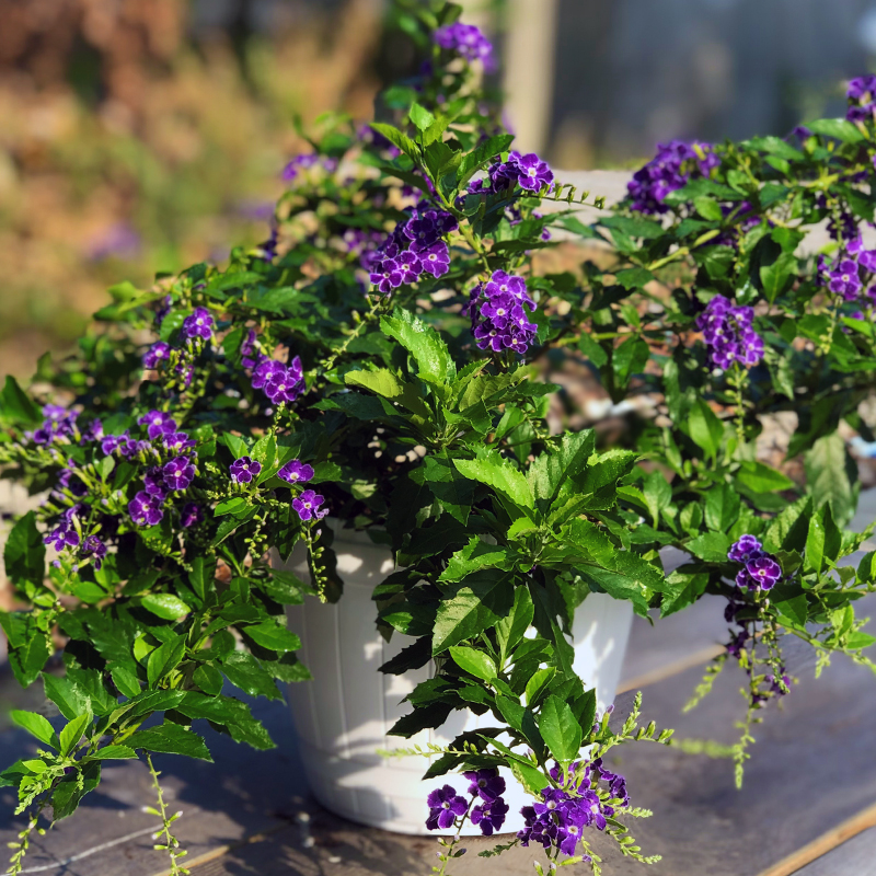 紫金露花阳台庭院四季开花好养耐热花卉爬藤植物多年生蕾丝金露花