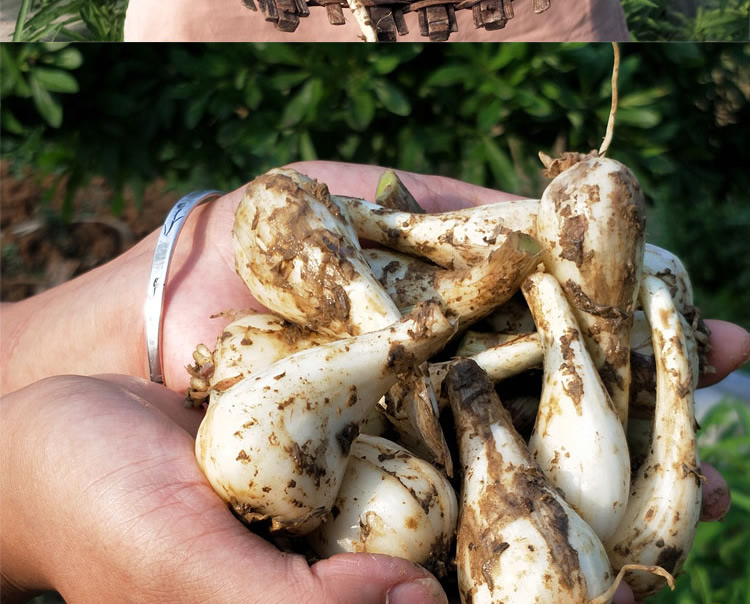 xj荞头自种新鲜藠头新鲜蔬菜蒜