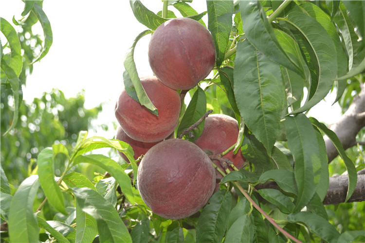 子暄果树苗桃树种中华黑桃王桃树苗黑桃皇后树苗嫁接桃树苗桃树盆栽地