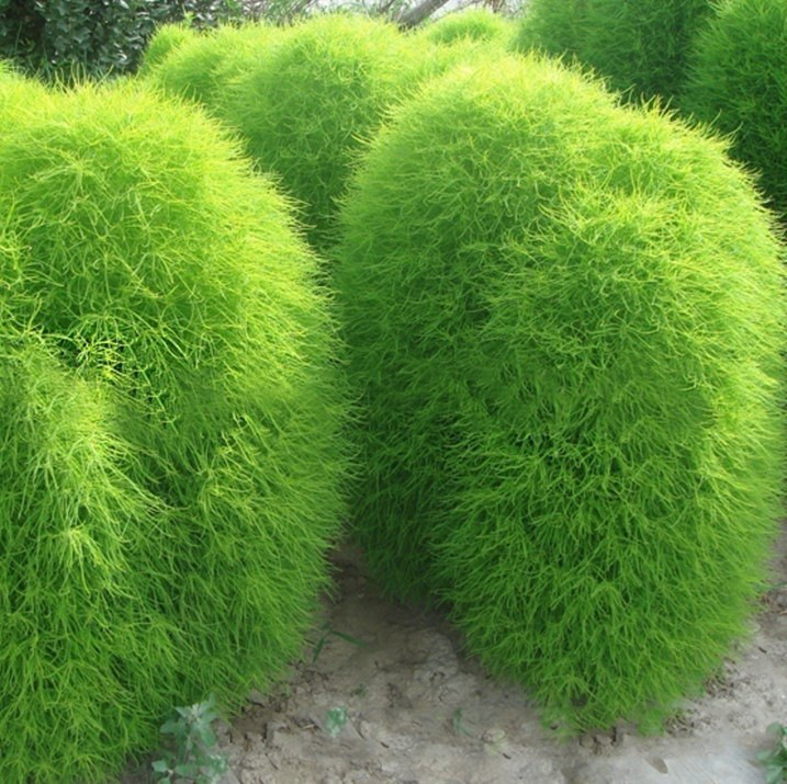 散装地肤种子绿地肤种子扫帚子笤帚地肤子落帚地伏铁扫把种子