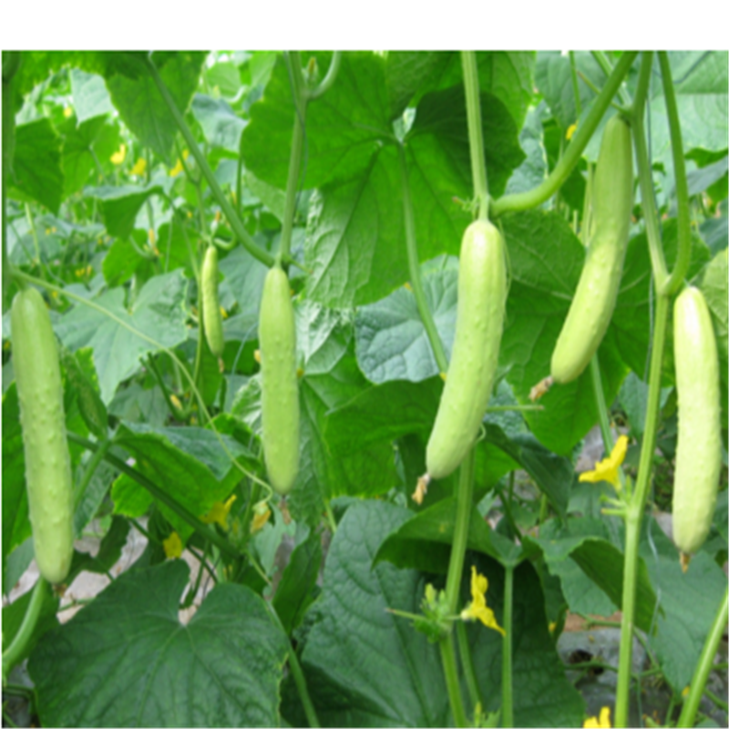 白皮黄瓜种子白叶三水果旱黄瓜种籽春夏季四季阳台盆栽大棚蔬菜籽