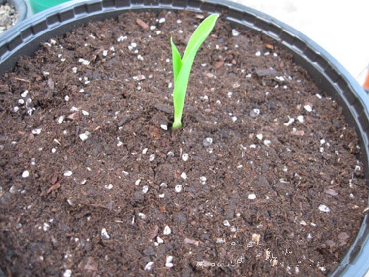 封后纸浆育苗盆育种花盆营养盆培养盆营养钵定植盆一次性营养杯育苗杯