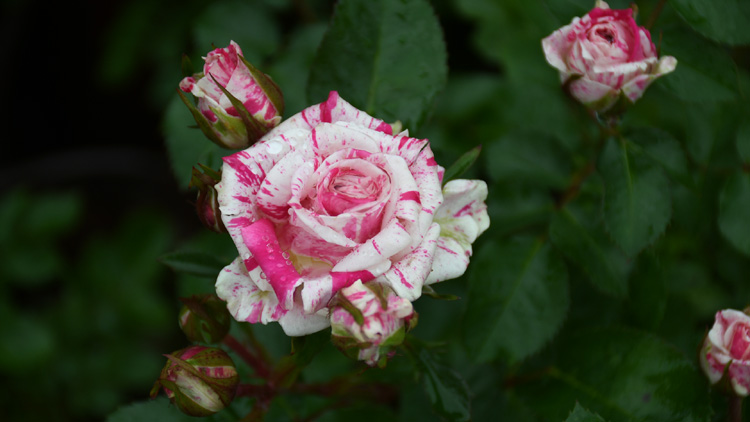 阳台微型月季闪电舞条纹多头盆栽微月观花绿植四季花卉绿色植物