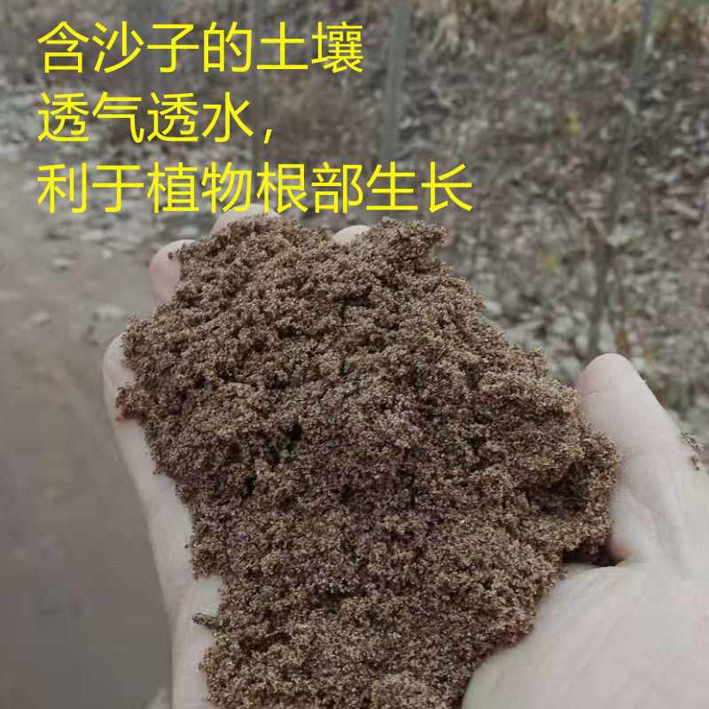 天然沙土沙壤土种菜种花盆栽盆景专用土种植土细沙土壤6斤沙土