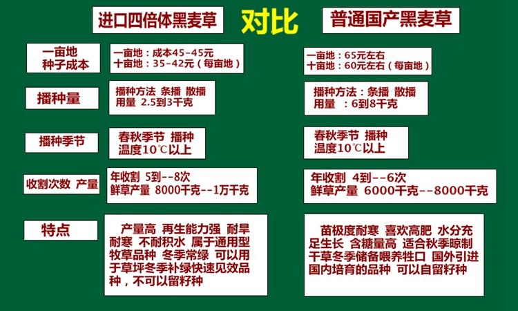 美国进口特高四倍体 黑麦种子 高产牧南方北方牛羊鱼籽
