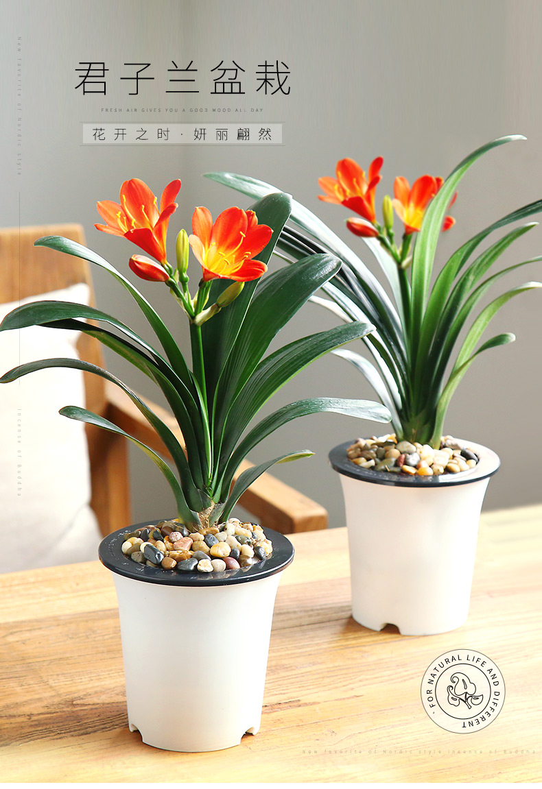 君子兰绿植花卉盆栽室内净化空气兰花水培植物君子兰盆栽【价格