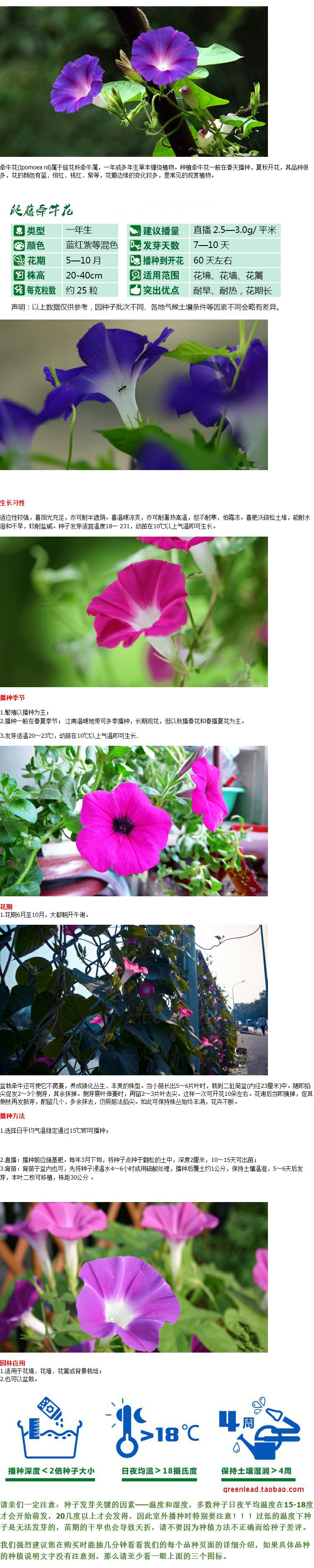 南城首府园艺用品优友牵牛花种子园林景观绿化花卉花籽庭院野花适合秋天 
