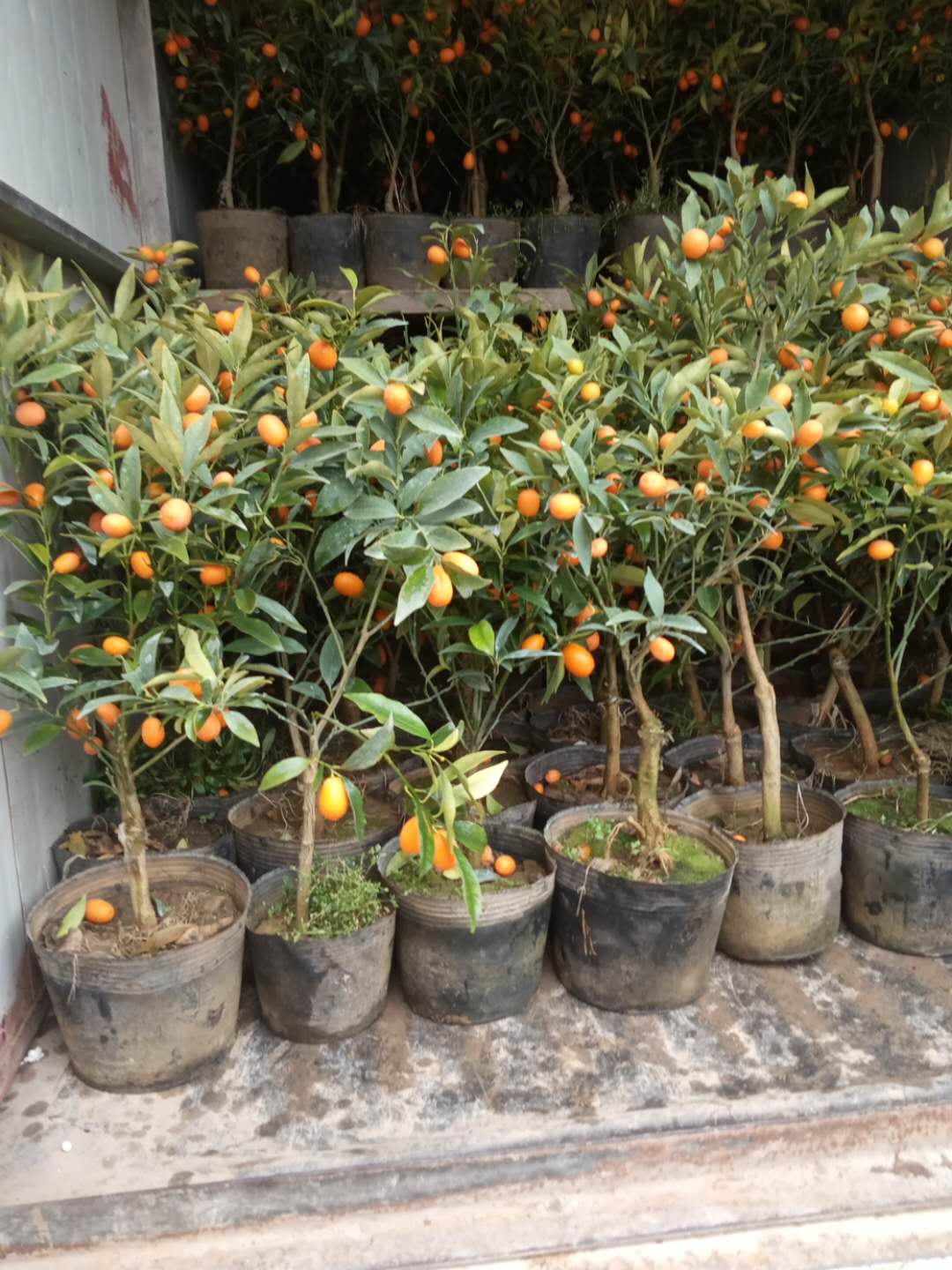 金桔盆栽树苗金枣盆景四季带果金橘子长青室内外地栽食用桔子果树