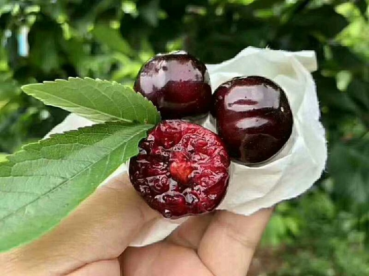 汉源黑珍珠大樱桃净重2斤精品中果jj级2628mm国产车厘子思食鲜新鲜