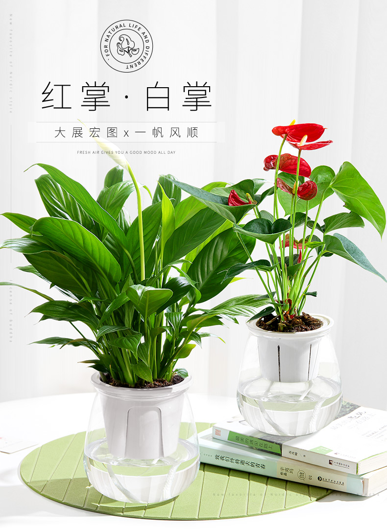 白掌植物室内水培植物花卉一帆风顺盆栽红掌水养植物办公室绿植