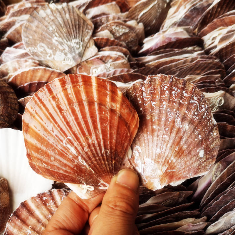 扇贝壳批发蒸扇贝夏威夷半壳大贝壳蒜蓉粉丝 10-12cm白扇贝(100片装)