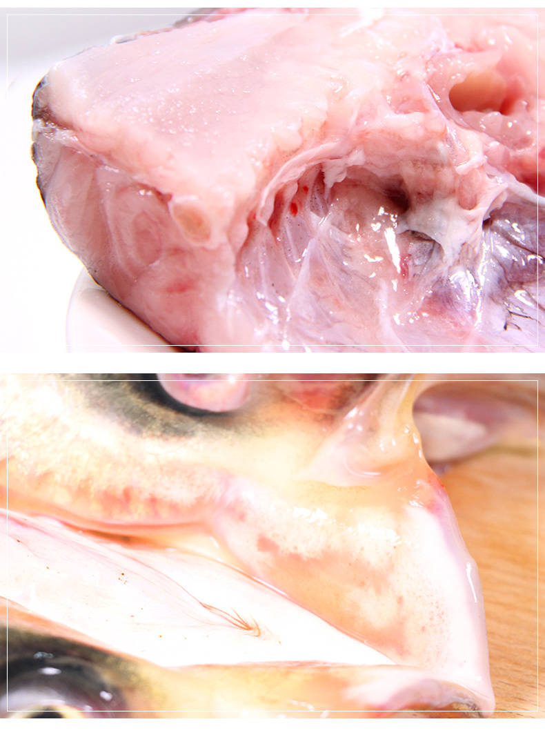 生态鳙鱼大鱼头600g活杀净膛双边胖头鱼花鲢鱼头海鲜水产食材肉嫩味美