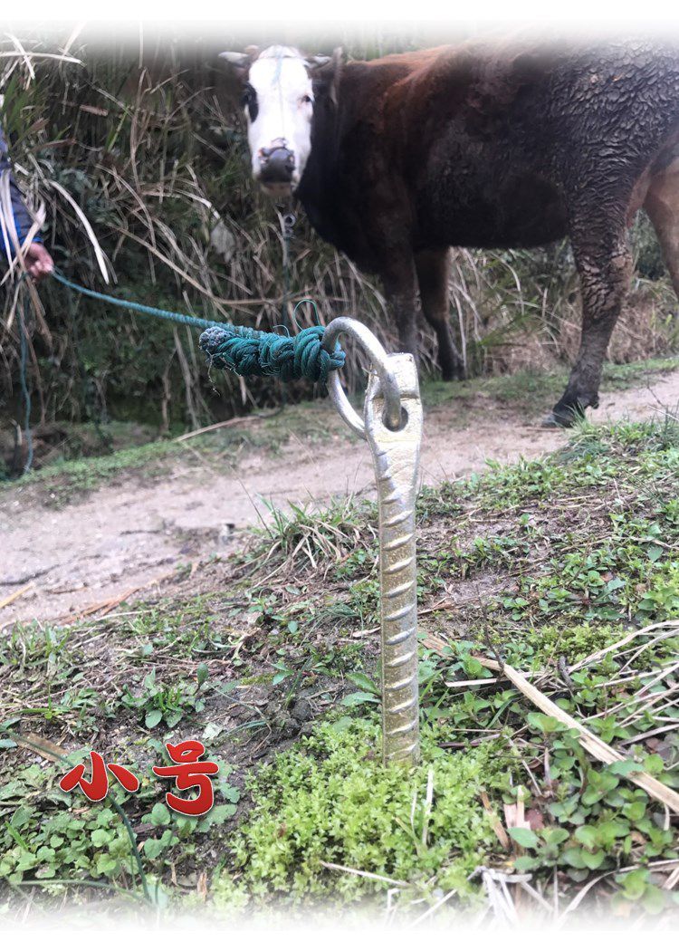 拴牛栓牛拴马桩栓狗拴犬桩地钉牛羊桩畜牧养殖帐篷大棚牛用的地桩牛用