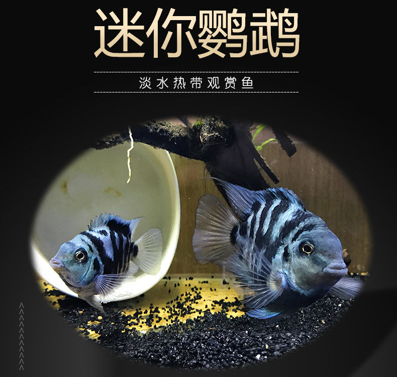 《迷你鸚鵡魚寶藍白金小型淡水魚熱帶觀賞魚活體易養易活易繁殖包活