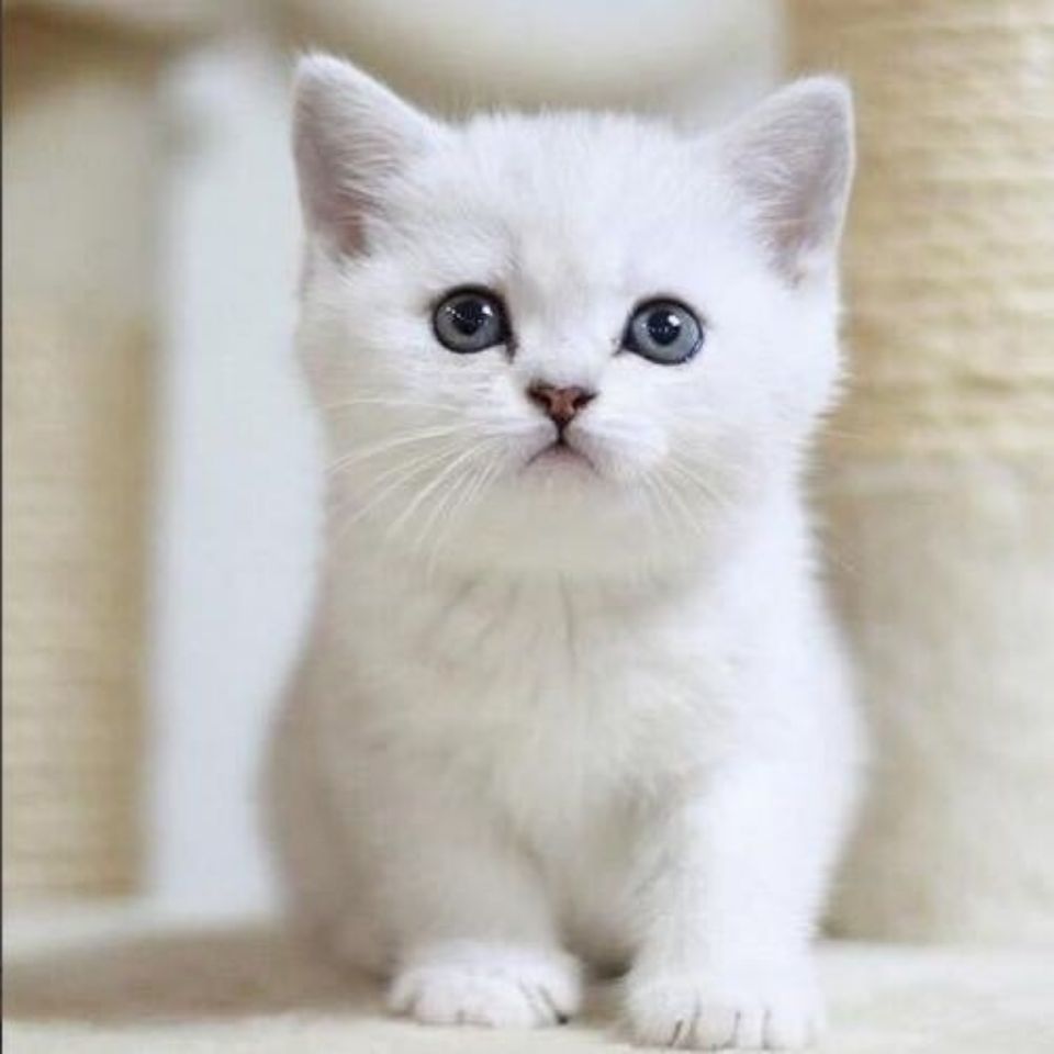 领养中华田园猫白猫活体幼猫家养可爱小猫咪纯白色白猫精品品相公