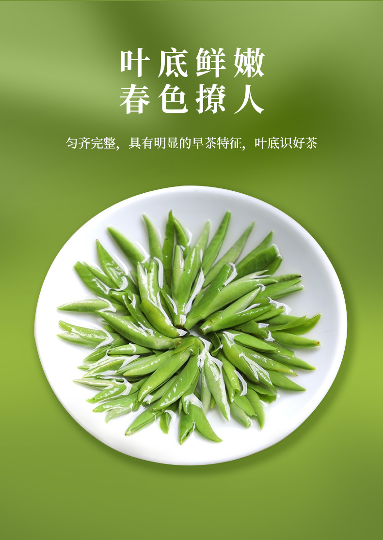 川红(chuanhong)绿茶 2021年礼盒款新茶上市 特级雀舌绿茶茶叶100g