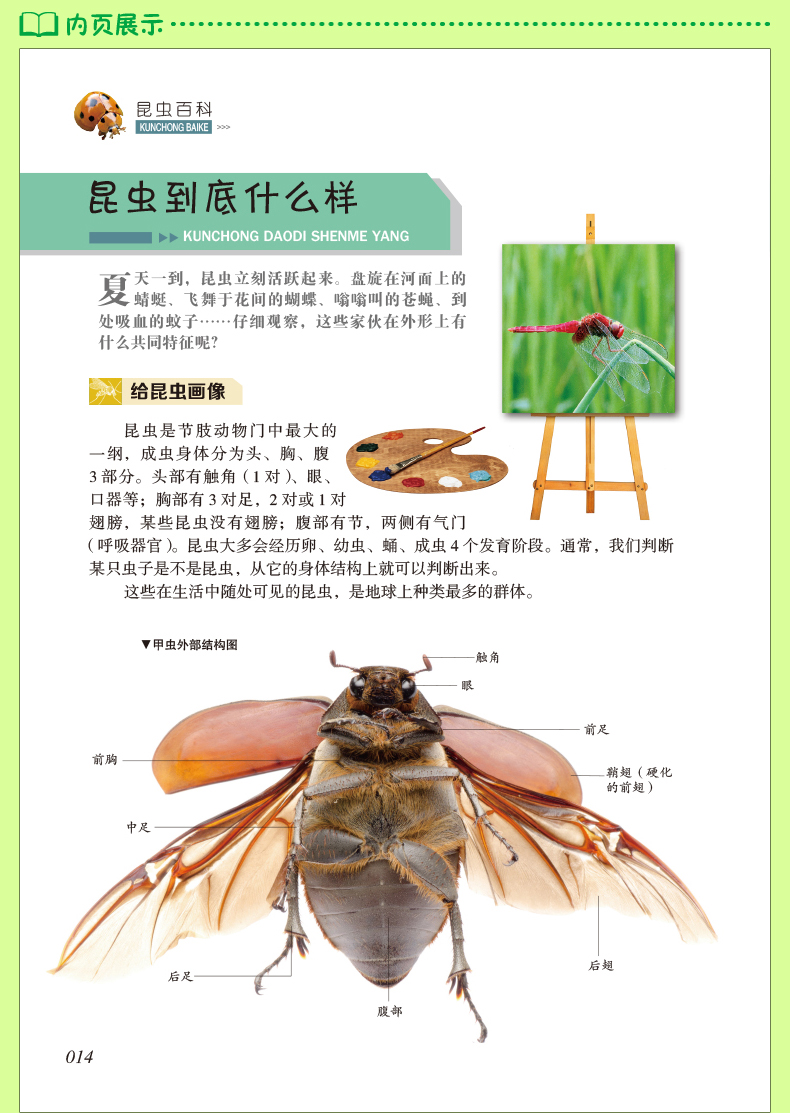 鹏辰正版少儿必读经典奇趣科普昆虫百科16开精装图书学生