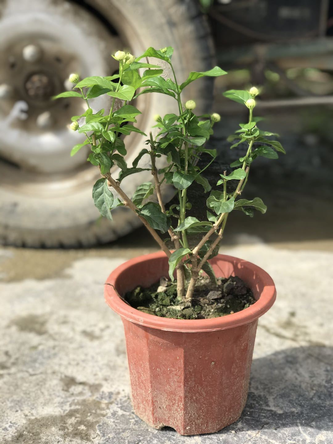 三叶轮生虎头茉莉苗狮头茉莉花苗盆栽庭院阳台芳香茉莉大花重瓣虎头二