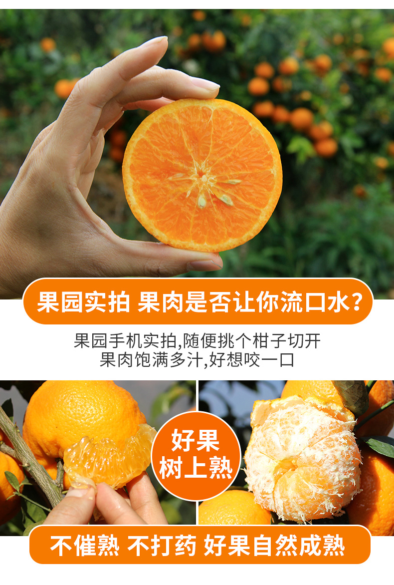 云南省沃柑产地在哪里(云南沃柑主产地)