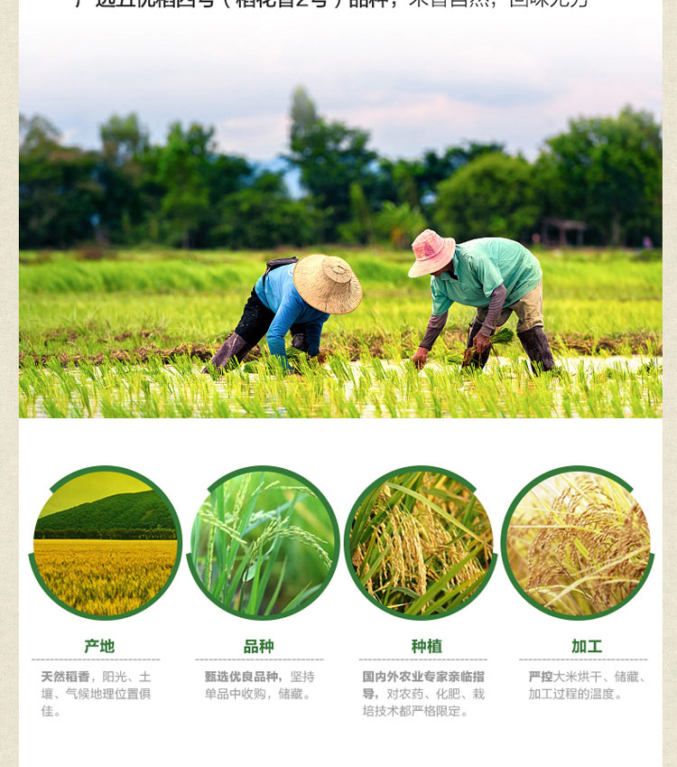金龙鱼稻香贡米5kg