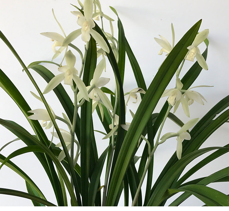 高宅兰花白雪公主浓香建兰花苗室内外客厅办公室盆栽绿植花卉