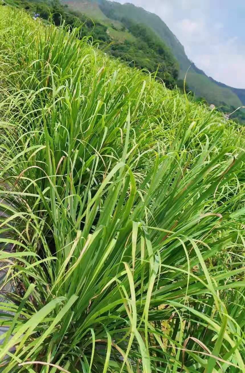 新鲜香茅草苗柠檬草种苗泰国冬阴公汤柠檬草盆栽辟邪香茅草盆栽5棵