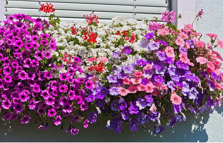 矮牵牛的花语********植物品种:仙人掌植物