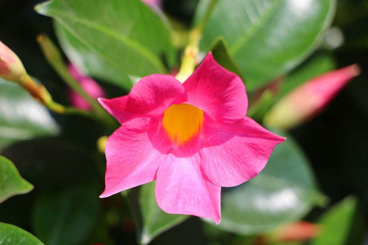 双线藤飘香藤花苗盆栽双喜藤室内四季花卉观花攀爬类植物庭院