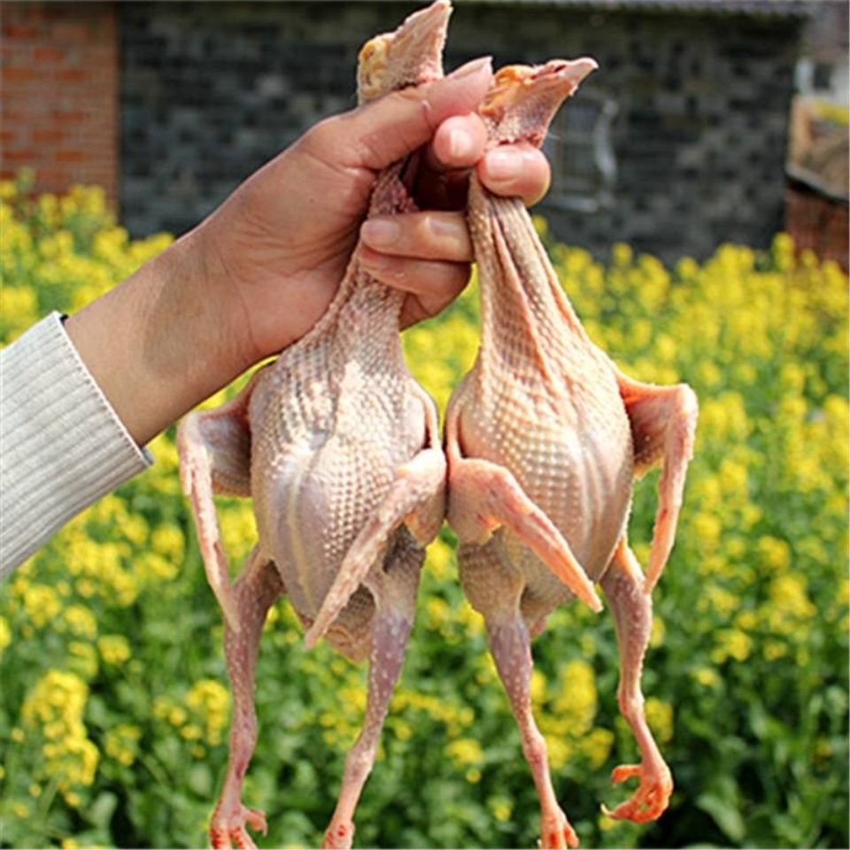 300g5年老鸽1只新鲜活体现杀农家散养老鸽子肉食生鲜肉类肉食杂粮土鸽