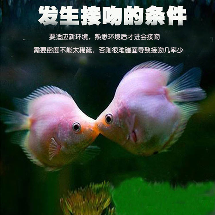 接吻鱼活体热带鱼淡水鱼苗观赏鱼亲亲鱼清洁鱼混养鱼草缸鱼小型鱼34