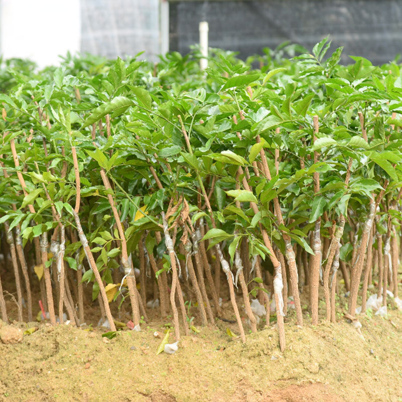 贵妃黄皮树苗黑黄皮苗鸡心无核当年结果嫁接果树苗南方庭院盆栽1年
