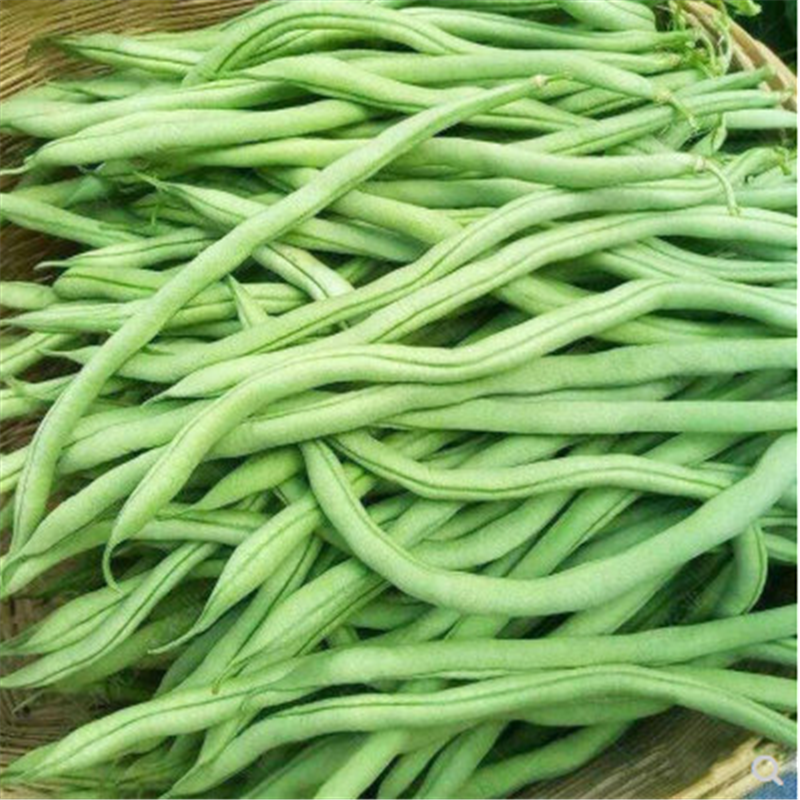 泰国无筋架豆王种子芸豆菜豆四季豆青高产春季夏秋冬四季籽孑