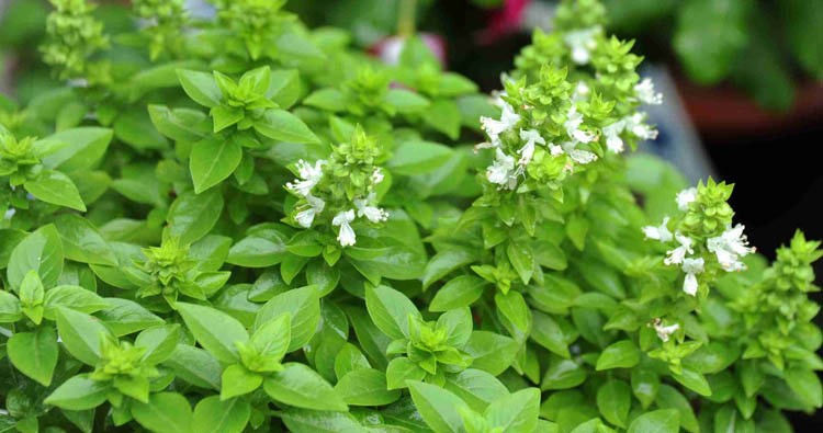 伟祺园艺夏日清凉香蔬菜柠檬罗勒阳台家庭盆栽易种