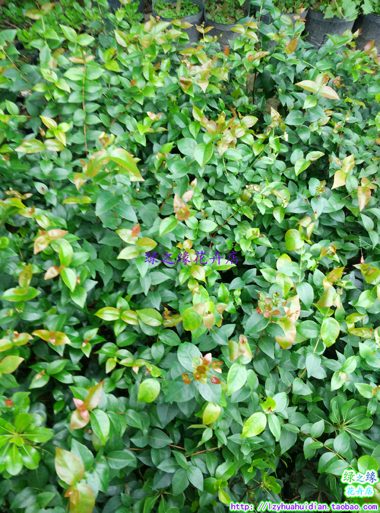 巴西红果仔苗灯笼果树苗潘樱桃吉祥红树苗庭院盆栽果树苗盆景