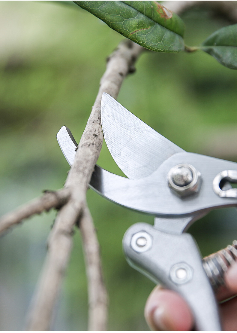 jing ping修枝剪刀果树修剪树枝园林园艺剪枝剪刀花艺修花剪粗枝植物