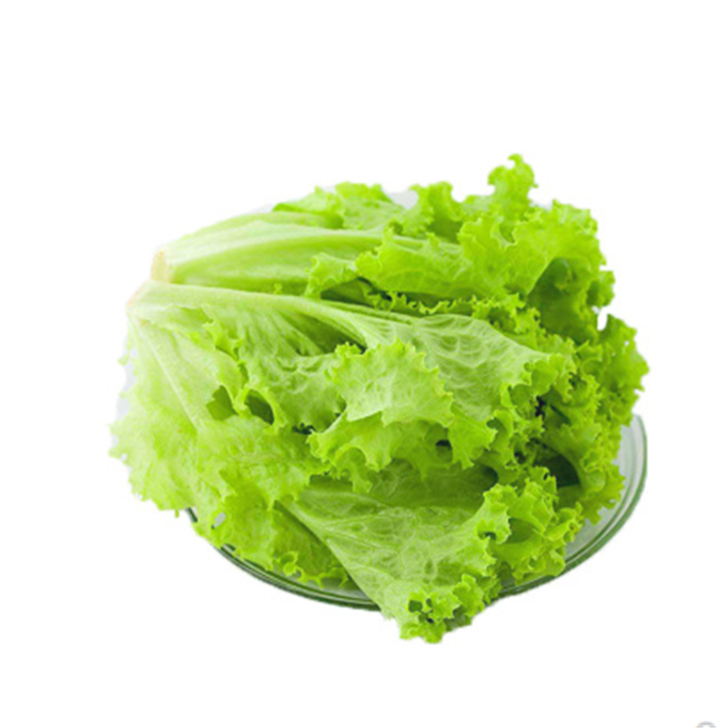 玻璃生菜种子种籽孑阳台种菜四季盆栽春季沙拉蔬菜孑蔬莱菜仔