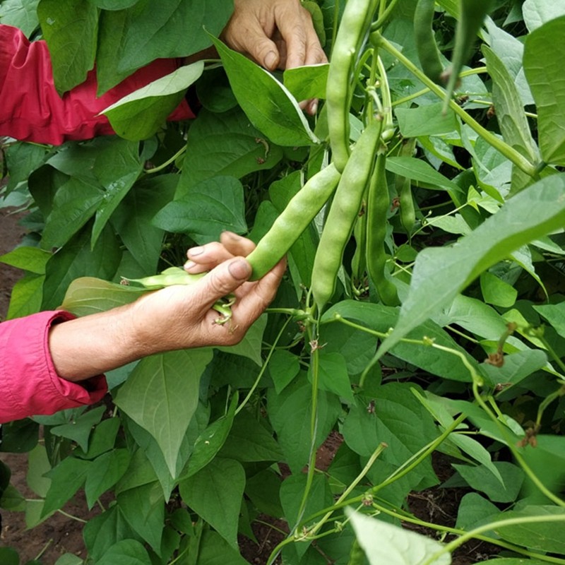 东北油豆角豆角九月青新鲜蔬菜特产可开发票10斤装