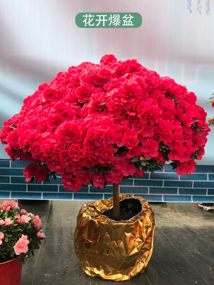 比利时杜鹃花盆栽杨梅红杜鹃花四季开花室内外庭院大红色喜庆花卉