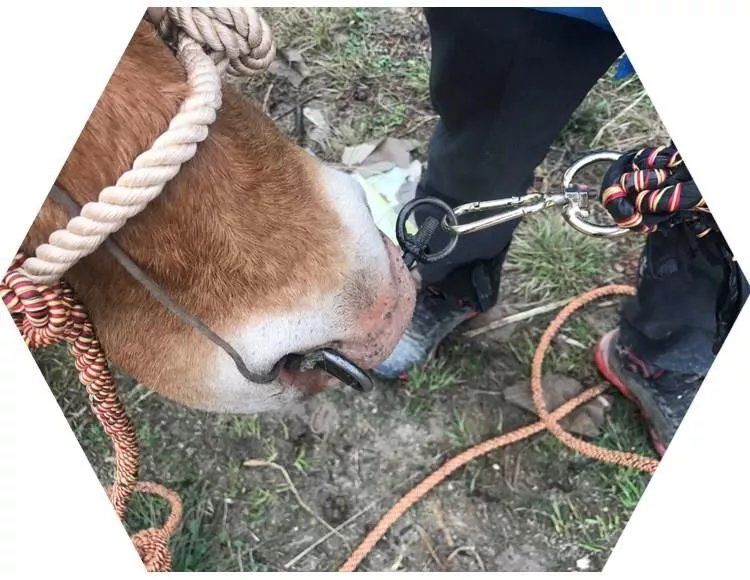 牛鼻扣拴牛环狗链子转扣万向扣转勾转环栓牛转扣户外登山扣小号转环