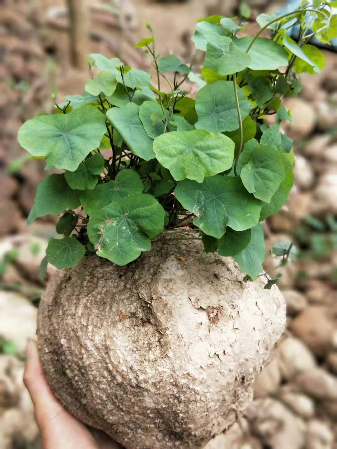 山乌龟金不换多肉招财聚财爬藤四季常青客厅室内室外盆栽盆景好养