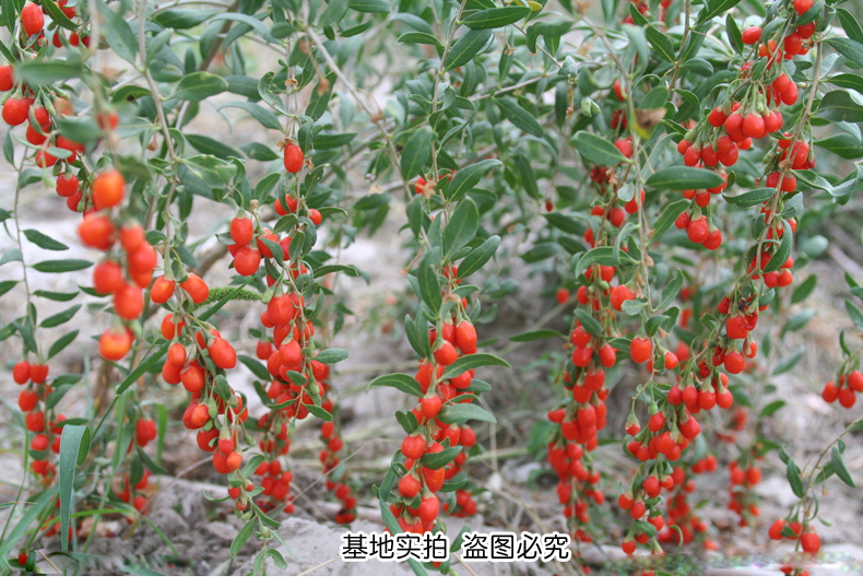 子喧野生黑枸杞樹苗寧夏新疆紅色枸杞苗老樁盆栽地栽花卉庭院植物果樹